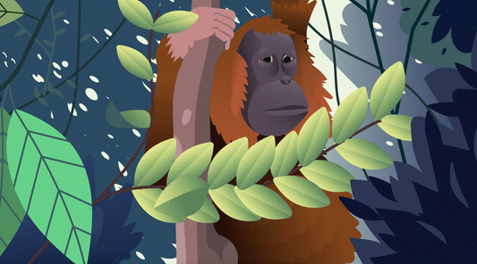 Why We Say No to Palm Oil: What you may not know about this impactful ingredient