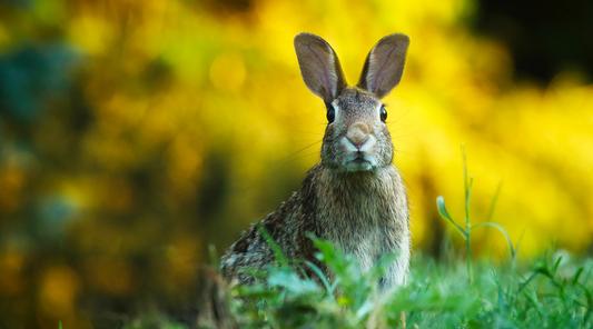 PETA-Approved: Why we don’t test, or mess, with animals